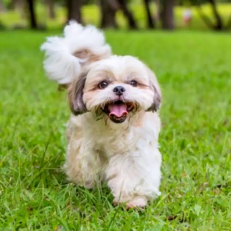 Dog's Heartwarming Reaction to First Garden After Years in Apartment