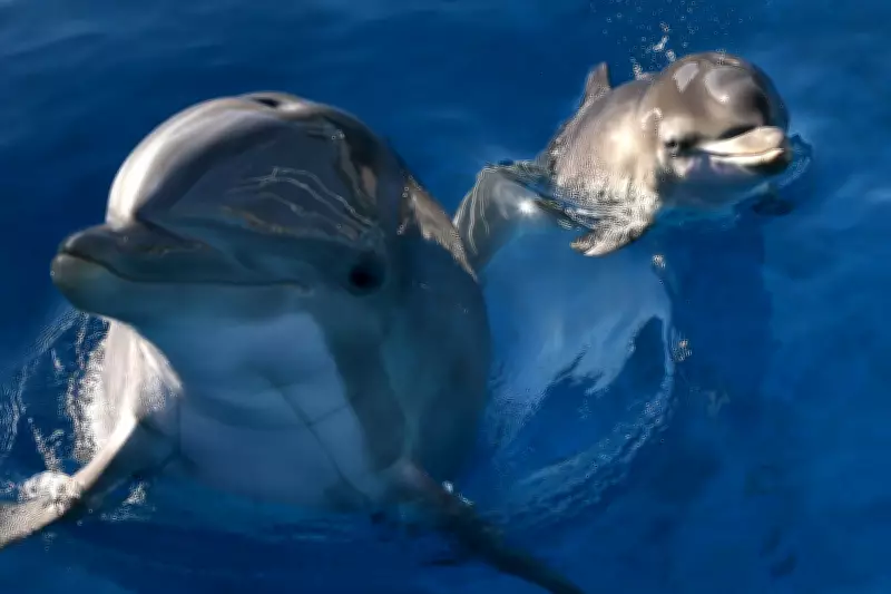 Dolphins Use Baby Talk and Call Each Other by Name, Groundbreaking Research Reveals