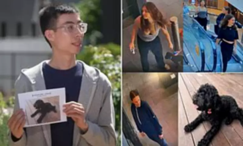 Dora the Cavoodle Reunited with Owner After Alleged Theft in Melbourne