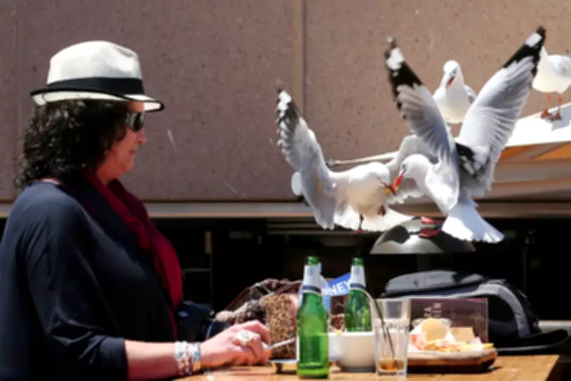 Drawing Eyes on Food Packaging Deters Seagulls from Stealing Your Lunch