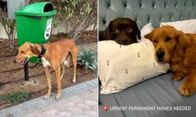 Dubai Pet Abandonment Crisis as Owners Flee Missile Attacks