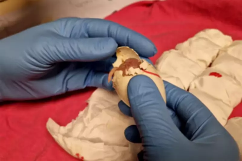 Dutch Authorities Seize 261 Parrot Eggs at Airport as Chick Hatches in Luggage