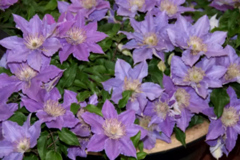 Dwarf Clematis Transform Urban Gardens with Compact Blooms