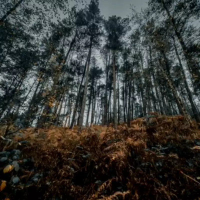 Eagle Owl Spotted Living Wild in UK Woodland for Three Years