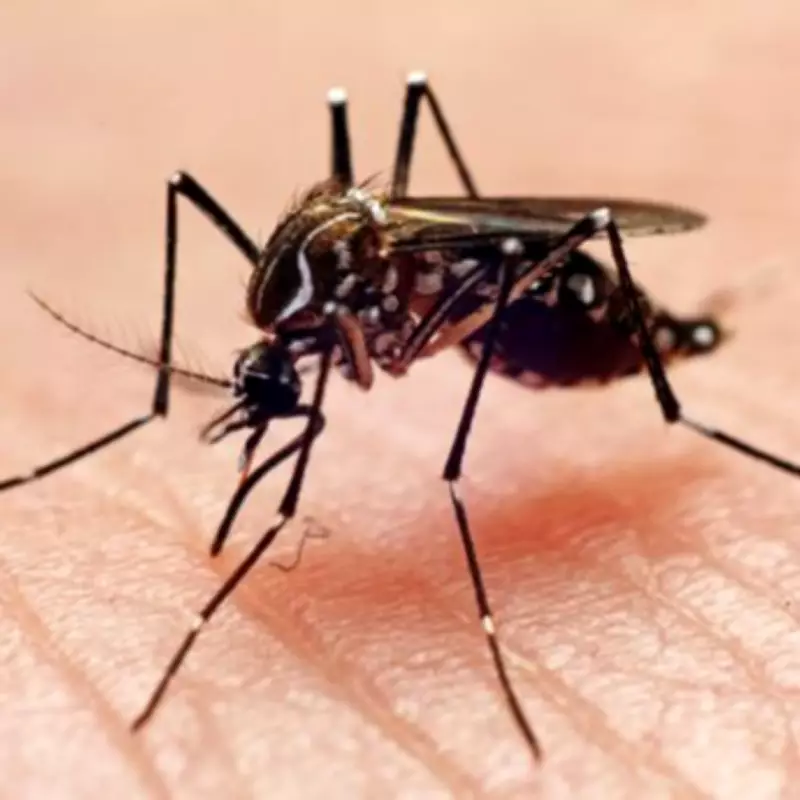 Easter Travel Alert: UK Reports 43% Surge in Tropical Chikungunya Virus Cases