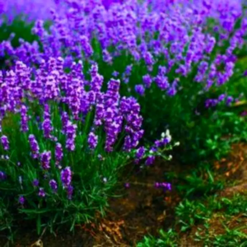 Eggshells Boost Lavender Growth: Natural Spring Feed for Healthier Plants
