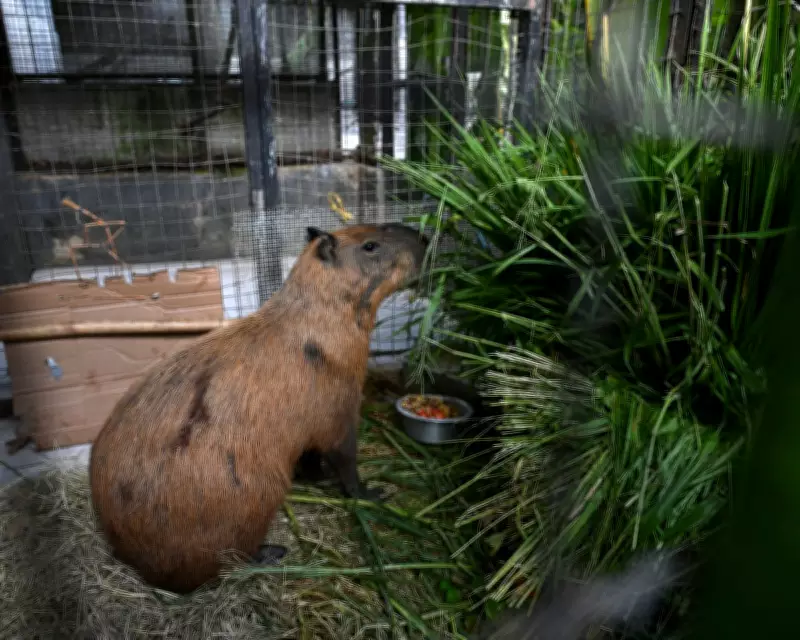 Eight Arrested for Brutal Attack on Capybara in Rio de Janeiro