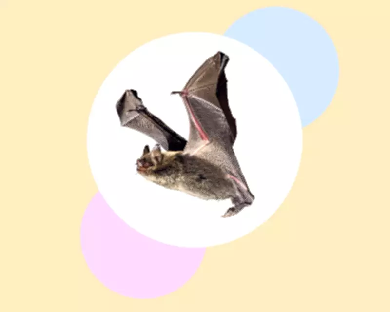 Eight Essential Steps to Protect and Conserve Britain's Bat Populations