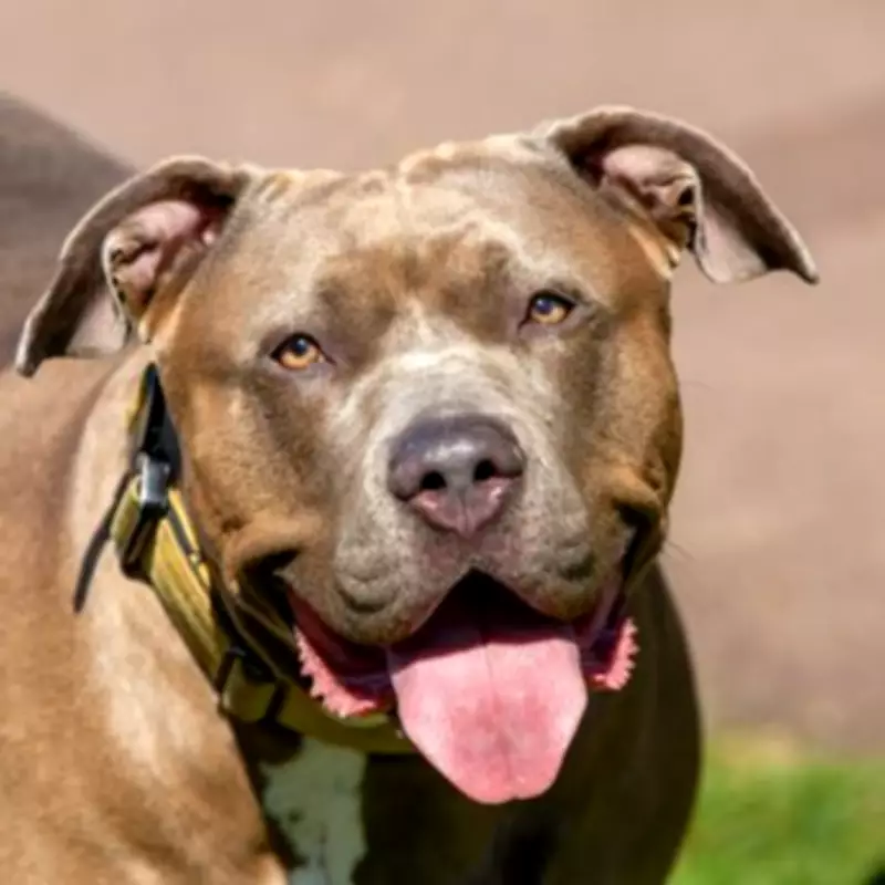 Elderly Dog Abandoned with Heartbreaking Note from Homeless Owner