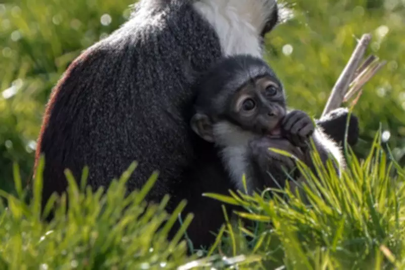 Endangered Monkey Gives Birth After Pioneering Foot-Saving Surgery at Chester Zoo