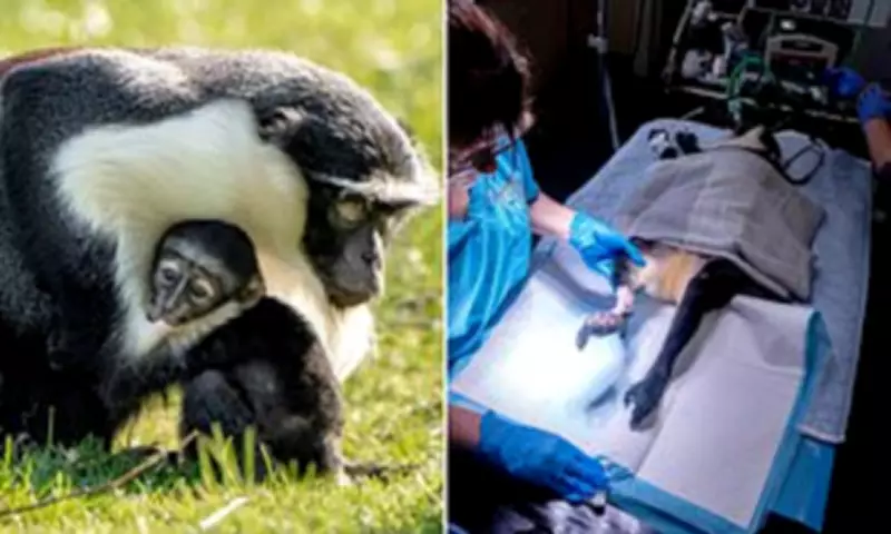 Endangered Monkey Saved from Amputation Welcomes 'Dinky' Baby at Chester Zoo