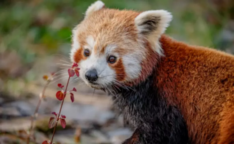 Endangered Red Panda Arrives at Chester Zoo for Conservation 'Blind Date'