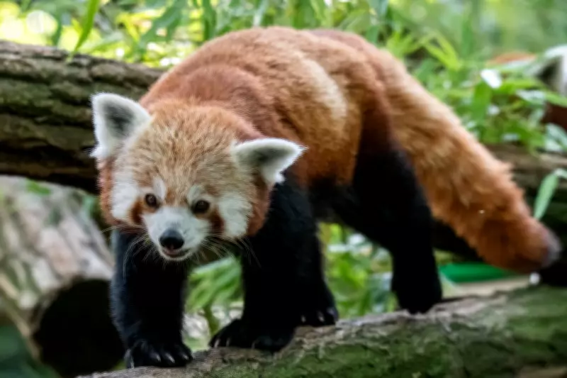 Endangered Species Swap: Komodo Dragons and Red Pandas Traded in Conservation Deal