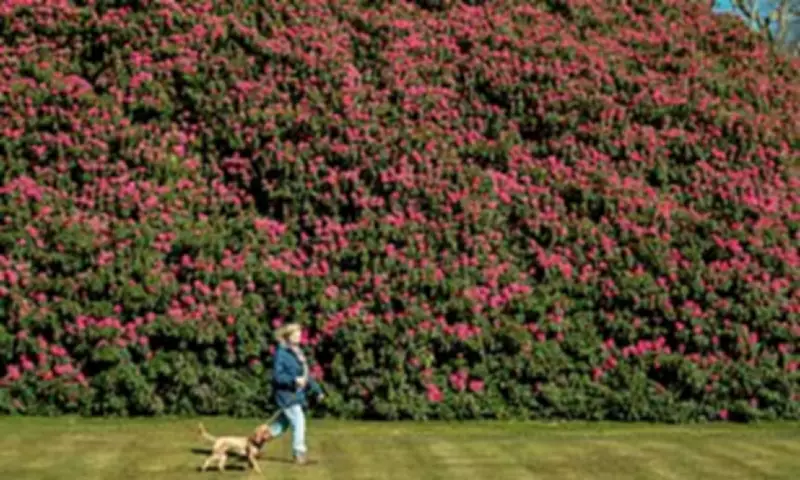 England's Largest Rhododendron Blooms Spectacularly After Surviving Dry Summer