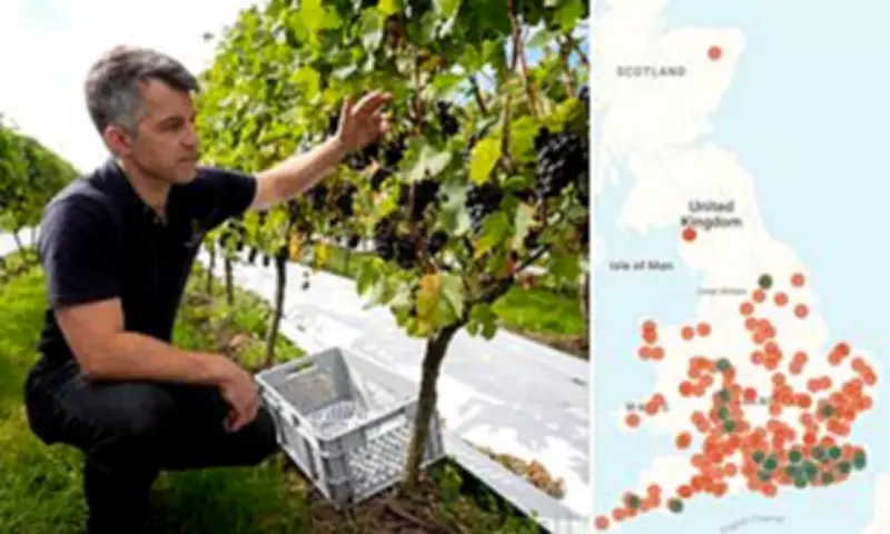 English and Welsh Wine Production Soars by 55% After Record Warm Summer