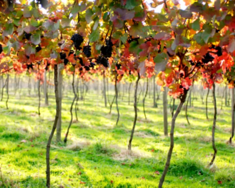 English Red Wine's Bright Future: From Niche to Mainstream