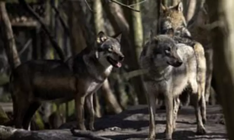 Entire Wolf Pack Euthanised at UK Wildlife Park Sparks Conservation Debate