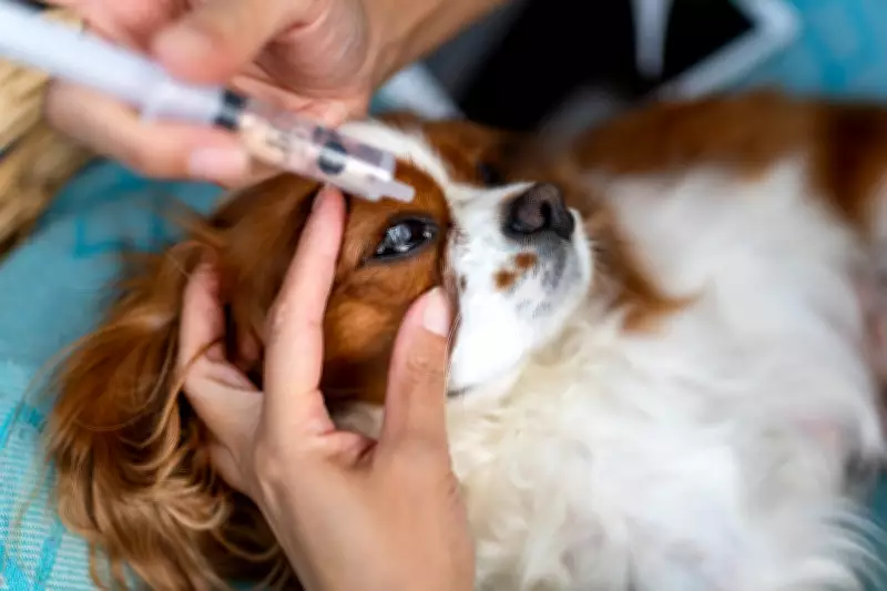 Entrepreneur Uses ChatGPT to Create Custom Cancer Vaccine for His Dog