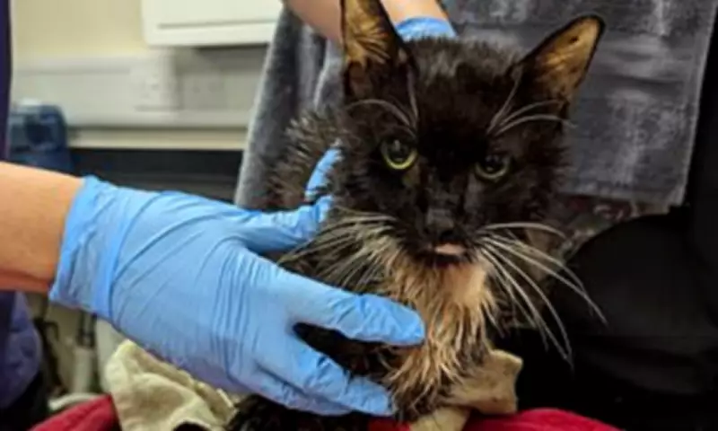 Epsom Woman Avoids Prison After 23 Cats Suffer in Wheelie Bin Horror