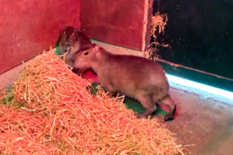 Escaped Capybara Spotted Near River as Zoo Search Enters Sixth Day