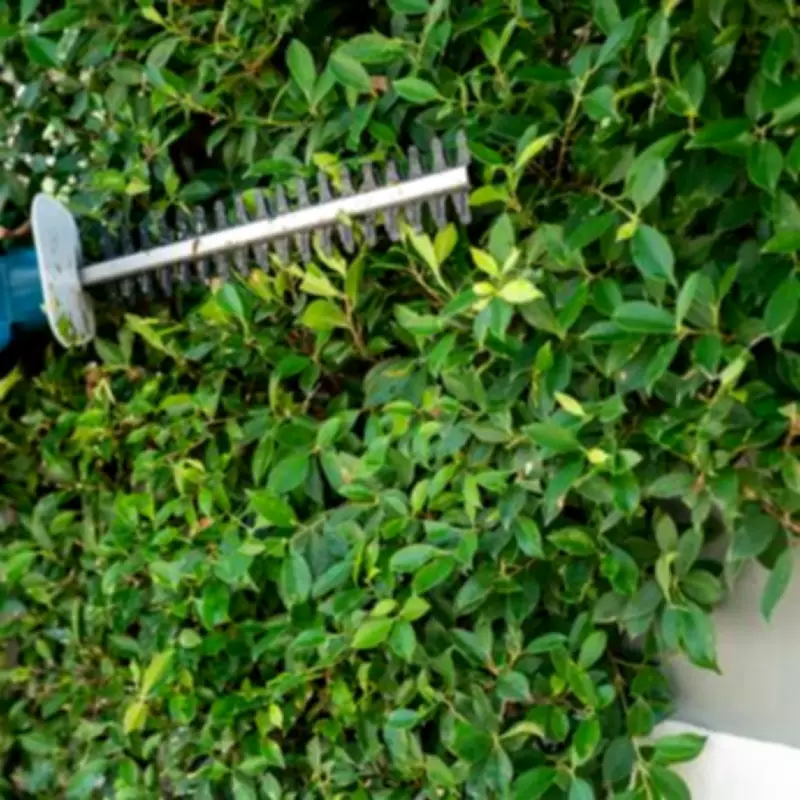 Essential UK Gardening Laws Homeowners Must Follow to Avoid Fines