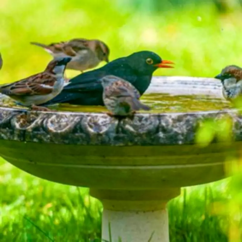 Essential Winter Birdbath Cleaning to Protect Spring Wildlife