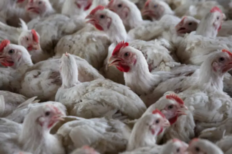 Europe's First Human Case of H9N2 Bird Flu Detected in Italy