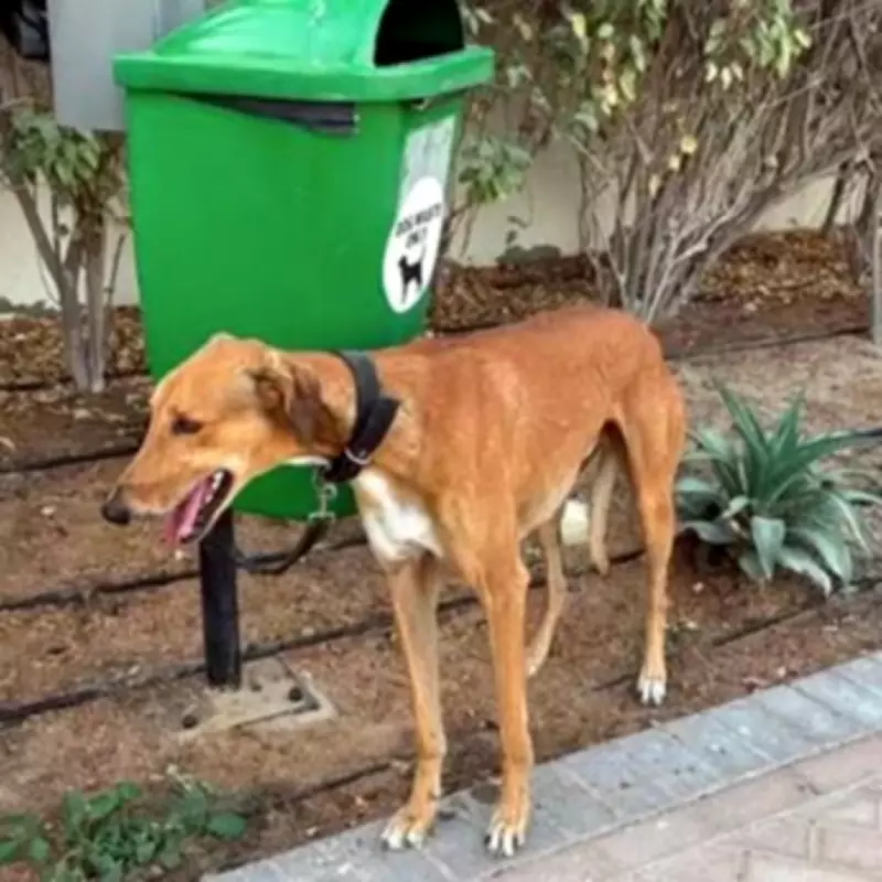 Exclusive: Pets Abandoned in War-Torn Dubai Face Starvation and Death