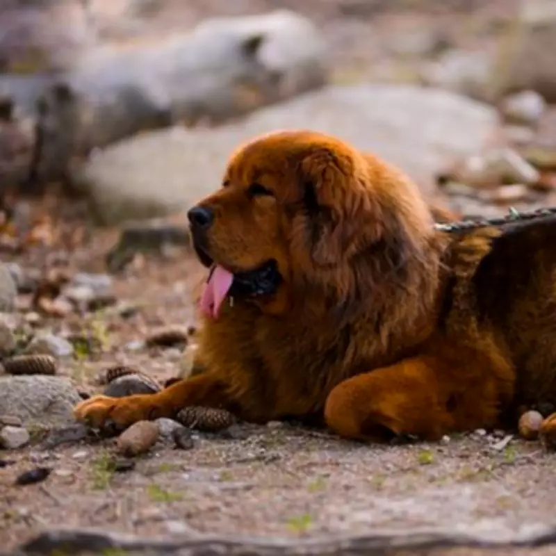 Expert Dog Trainer Names Three Breeds He Would Not Recommend for Families