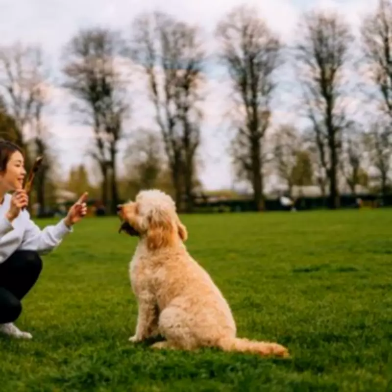 Expert Dog Trainer Reveals the One Essential Command Every Owner Must Teach