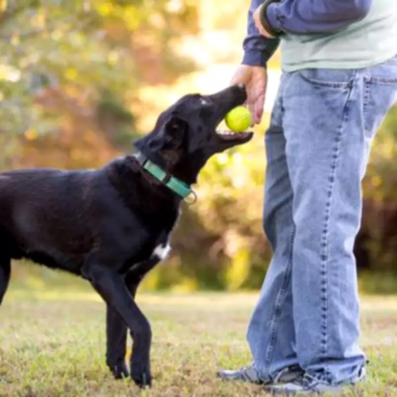Expert Dog Trainer Reveals Three Most Challenging Breeds to Train