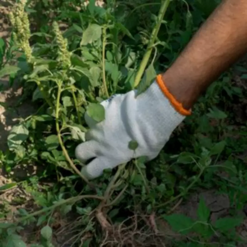 Expert Gardening Tip: Stop Weeds Returning Forever With One March Task