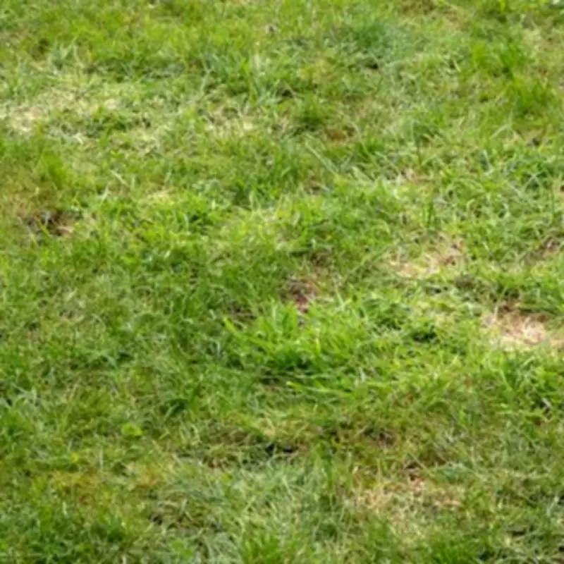 Expert Reveals 3 Simple Items to Fix Bumpy Lawns and Make Grass Flourish