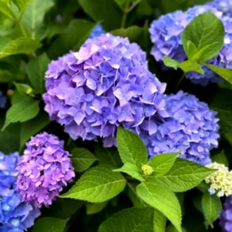 Expert Reveals Crucial Hydrangea Pruning Technique for Bigger Blooms Next Year