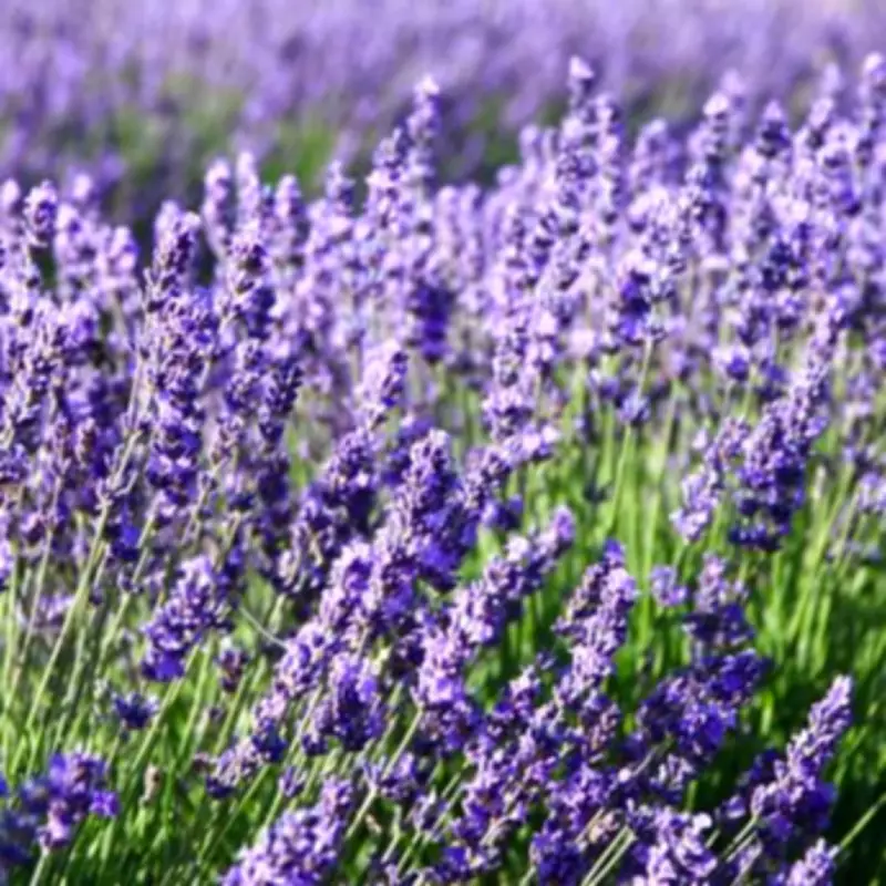 Expert Reveals Perfect Spring Pruning Time for Lavender to Prevent Leggy Plants