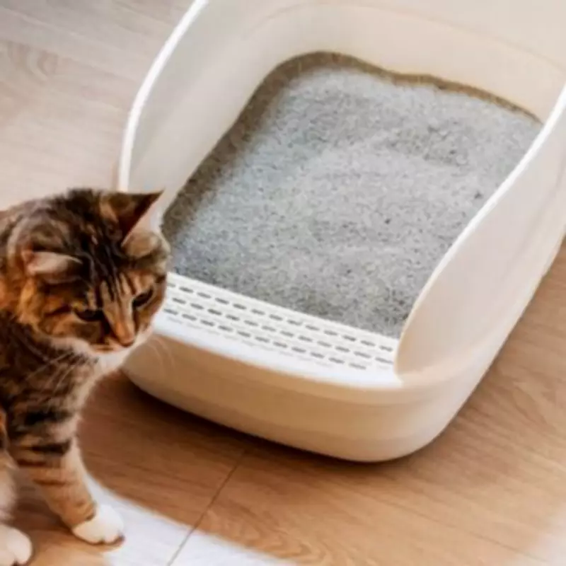 Expert Reveals Simple Garden Tricks to Deter Rats This Breeding Season