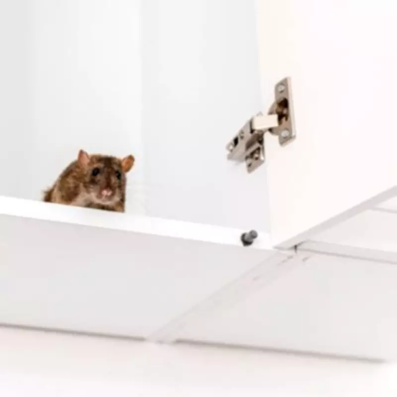 Expert Urges UK Households to Seal Entry Points to Stop Mice and Rats Permanently