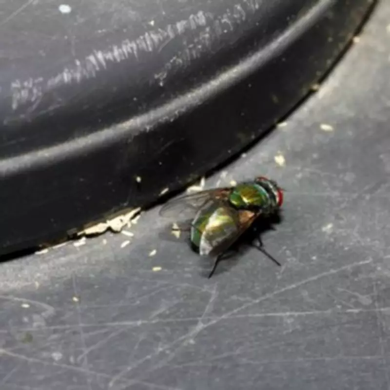 Expert Urges Wheelie Bin Owners to Use Kitchen Salt to Combat Summer Flies