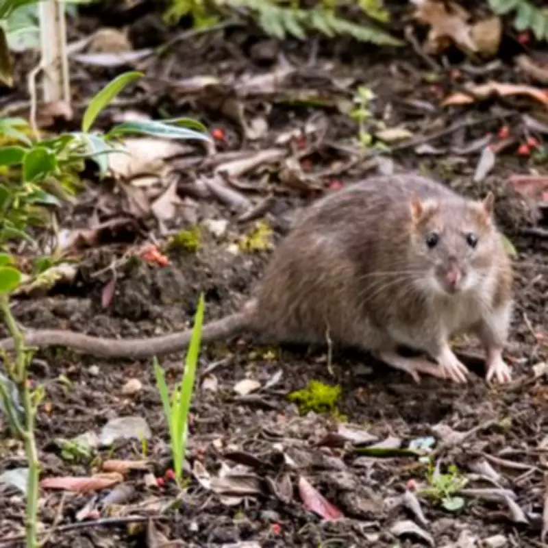 Experts Reveal the Single Most Effective Way to Deter Rats and Mice This Spring