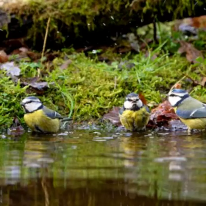 Experts Reveal the Top Spring Food to Attract Robins and Blue Tits to Your Garden