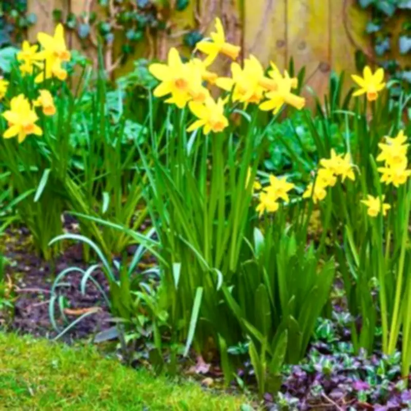 Extend Daffodil Blooms with This 10-Second Spring Deadheading Task