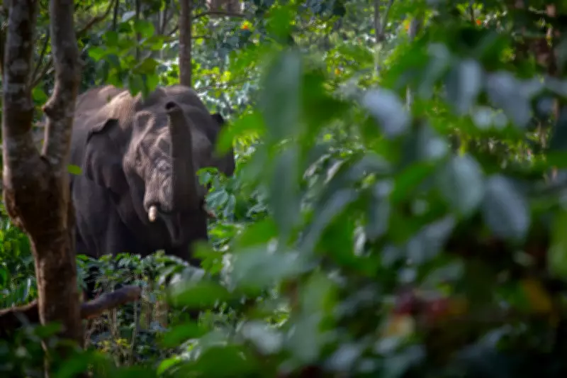 Family Receives Compensation After Teen Killed in Elephant Attack in Karnataka