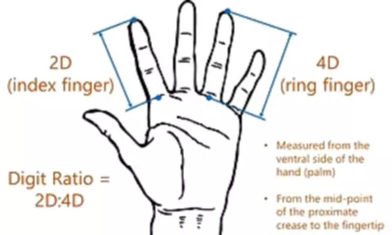 Finger Length Study Reveals Potential Link to Sexual Orientation
