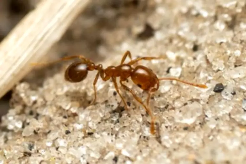 Fire Ant Invasion Threatens Ancient Australian Rainforest, Economy at Risk