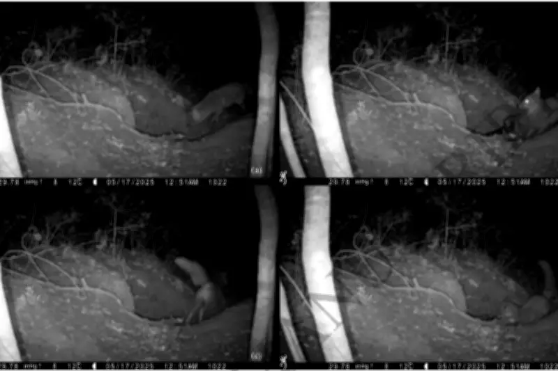 First Ever Video Shows Red Fox Hunting and Killing Wolf Pup in Italy