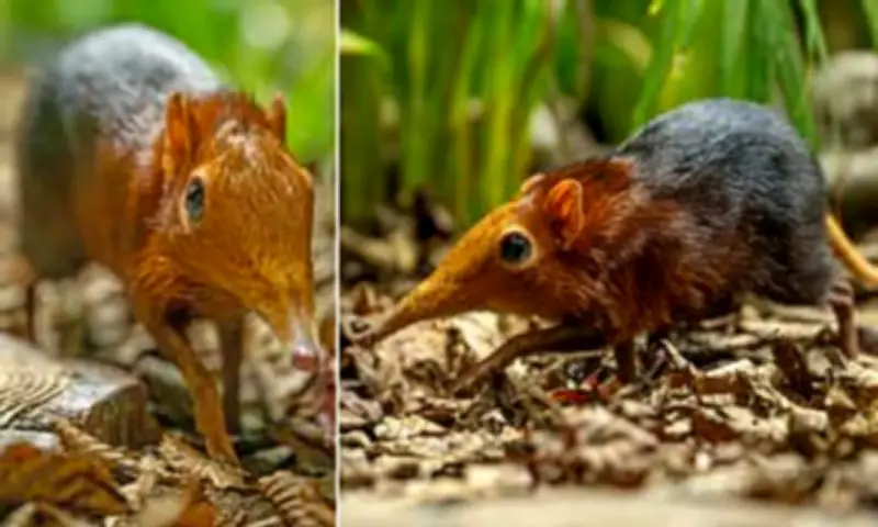 First UK Birth of Rare Black and Rufous Elephant Shrews at Hertfordshire Zoo