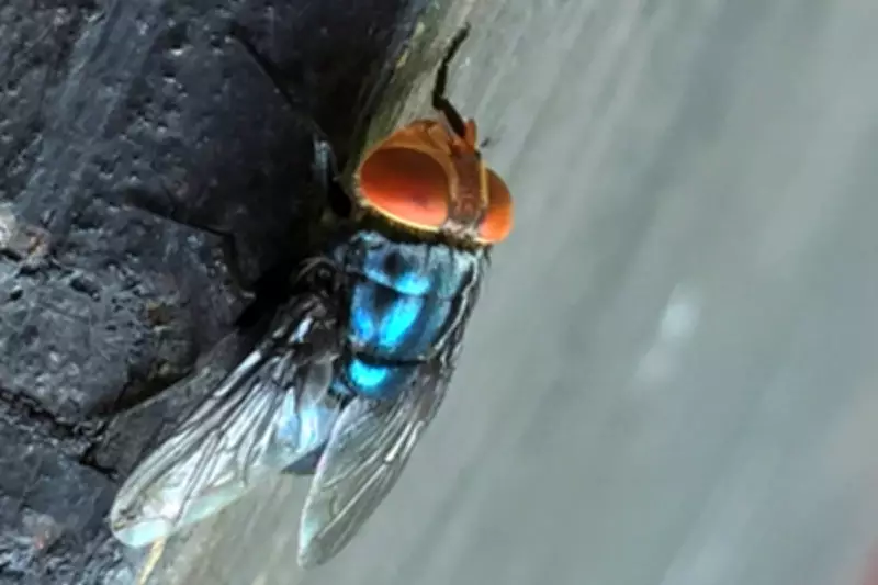 Flesh-Eating Screwworm Fly Threatens US Reinvasion After Decades of Eradication