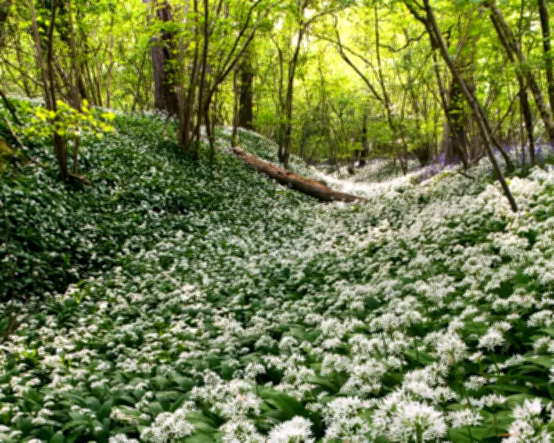 Forget Daffodils: Wild Garlic and Edible Alliums Herald True Spring