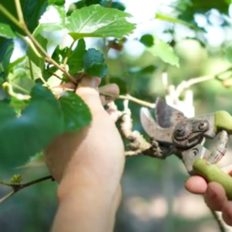 Four Garden Plants to Avoid Pruning in March to Ensure Summer Blooms