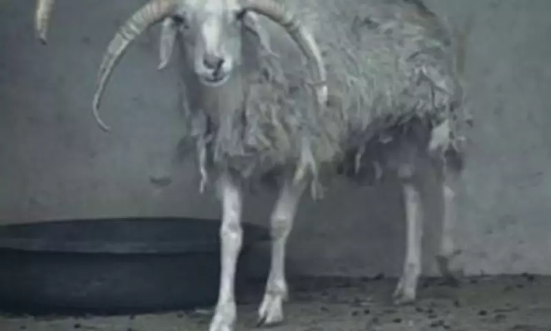 Four-Horned Sheep Becomes Viral Sensation at Remote Chinese Zoo